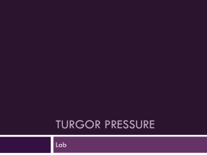 Turgor Pressure - Ms. Gordon's online classroom