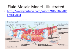 Cell Membrane