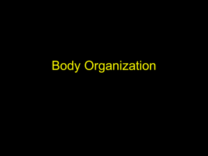 Body Organization and Structure