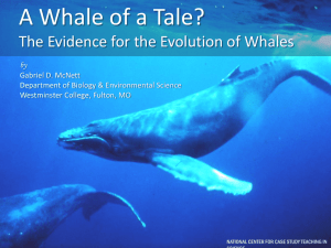 Whale evolution - National Center for Case Study Teaching in Science