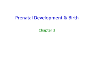 Prenatal Development & Birth