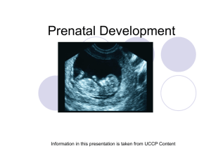 Prenatal Development - albertpeia.com is in.