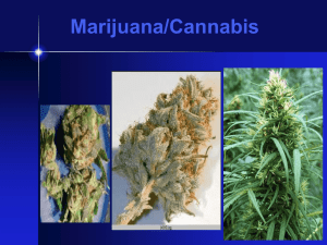 Medical Marijuana Research