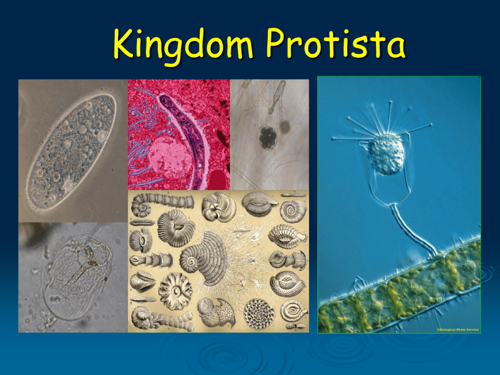 Kingdom Protista Concept Map