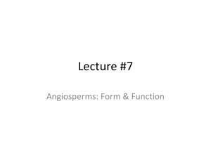 Lecture 11 - Roots, stems & leaves