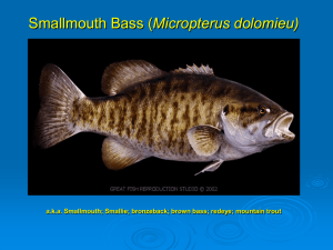 Smallmouth Bass (Micropterus dolumeiu)