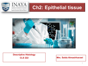 Epithelial tissue - INAYA Medical College