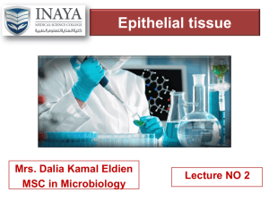 Epithelial tissue - INAYA Medical College