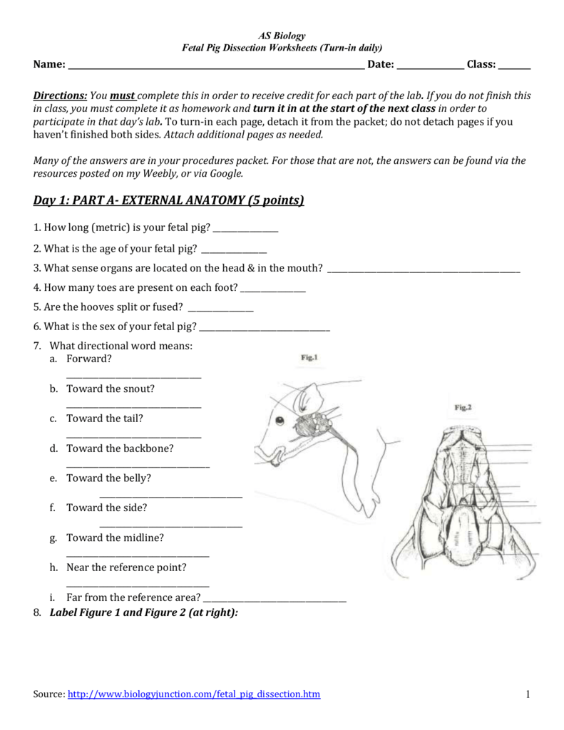 Worksheets To Complete W Dissection