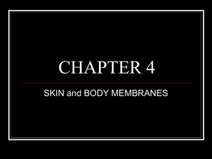 CHAPTER 4 body membranes