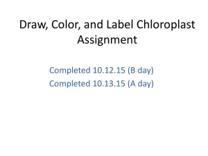 Draw, Color, and Label Chloroplast Assignment