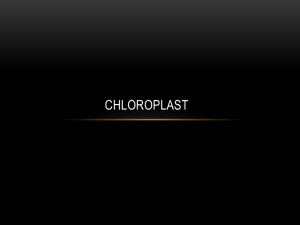 Chloroplast - Breaking Down Bio