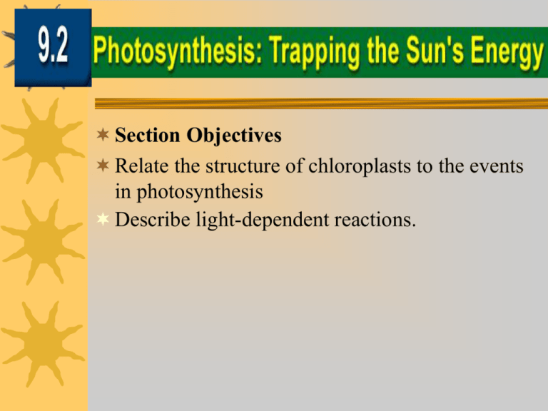 light-dependent-reactions