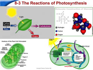 PPT 3 The Reactions Of Photosynthesis