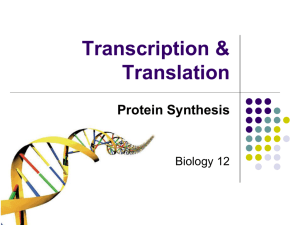 Transcription and Translation