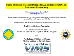 Synalpheus regalis - Virginia Institute of Marine Science