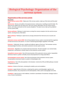 Organisation on the Nervous System