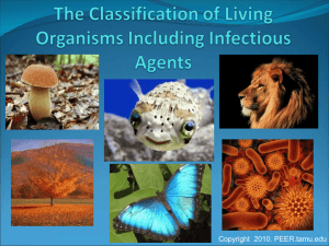 The Classification of Organisms