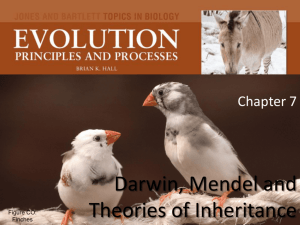 Chapter 7 Darwin, Mendel and Theories of Inheritance