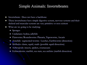 Simple Animals: Invertebrates