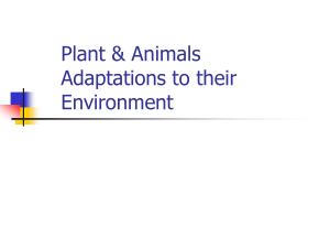 Plant & Animals Adaptations to their Environment