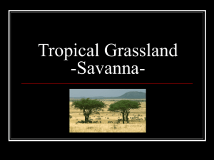 Tropical Grassland -Savanna