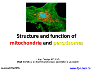 Mitochondria and peroxisome chloroplast