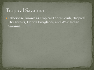 Tropical Savanna JOE SHELBS