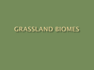 Grassland Biomes - rogers