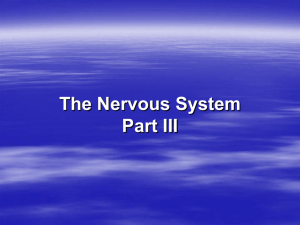 The Nervous System Part III