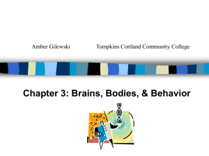 Chapter 3: Brains, Bodies, & Behavior - Home