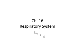 Ch. 16 Respiratory System - YISS-Anatomy2010-11