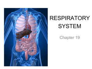 Ch 19 The Respiratory System