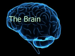 The Brain Stem