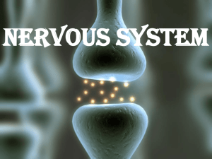 Peripheral Nervous System