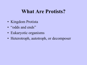 What Are Protists?