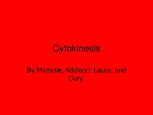 Cytokinesis