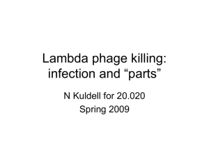 Lambda phage: life cycle and “parts”
