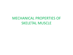 Mechanical Properties Of Skl Muscle