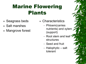 Marine Flowering Plants