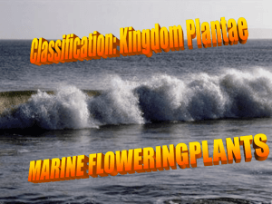 I) Marine Flowering Plants