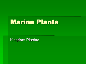 Marine Plants