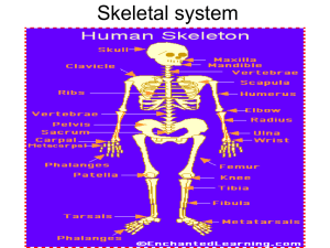 Skeletal system power point
