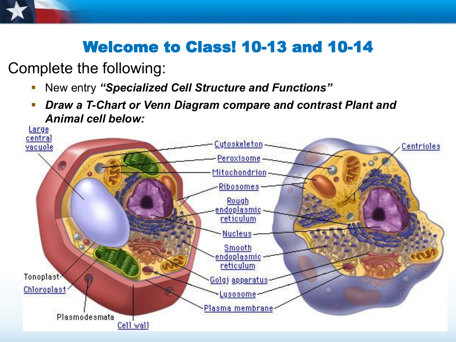 Cell Structure Function Chart