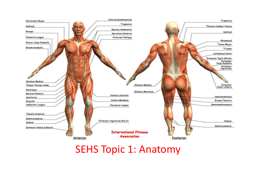 Анатомия человека 1. Топик Anatomy. Анатомия сайта. Анатомия том 1. Easy Anatomy.