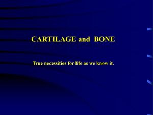 cartilage and bone lecture text