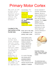 primary motor cortex research