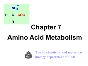 第七章 氨基酸代谢