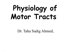 L5-Motor Tracts