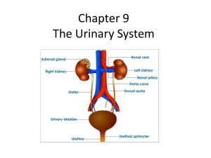 Chapter 9 The Renal System